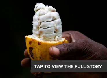 The Financial Times: Giá Cacao tăng vọt và thách thức đối với người yêu Sô-cô-la